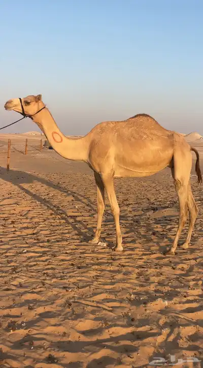 هجن لقحه ماكول بكوي راكض من هجن ابن ثاني ثنو index