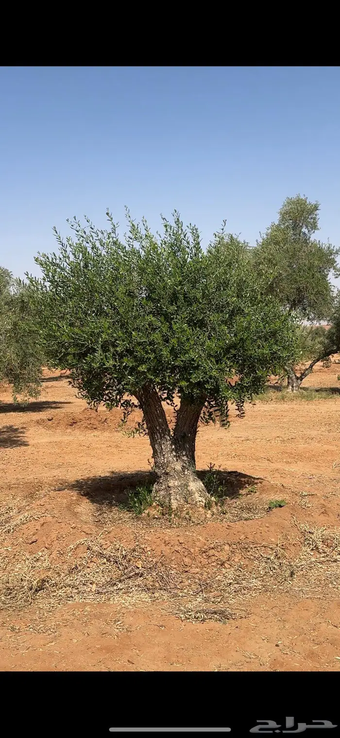 شجر زيتون طبيعي بجميع الاحجام 0