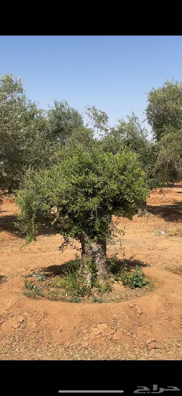 شجر زيتون طبيعي بجميع الاحجام 2