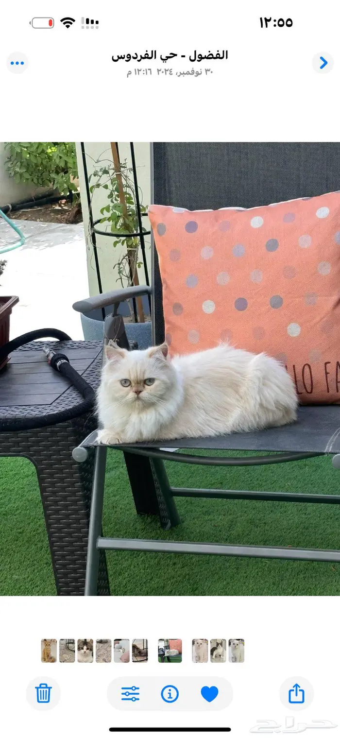 قطه بيكي فيس للبيع 0