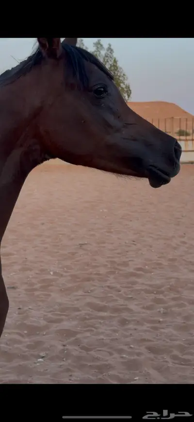 مهره واهو index