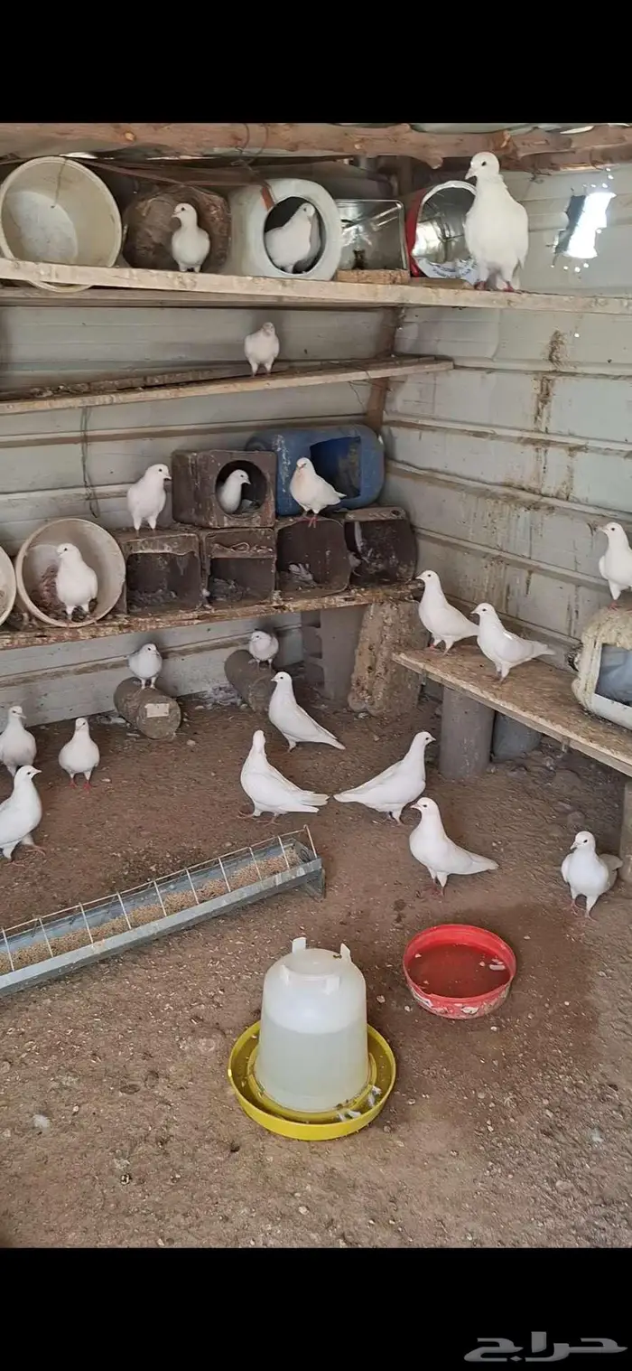 حمام فرنسي جامبوا 0