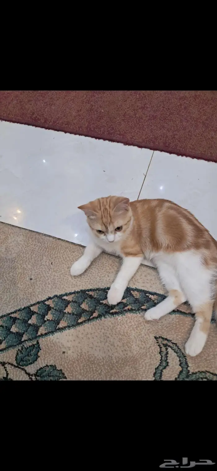 قطط للتبني 2