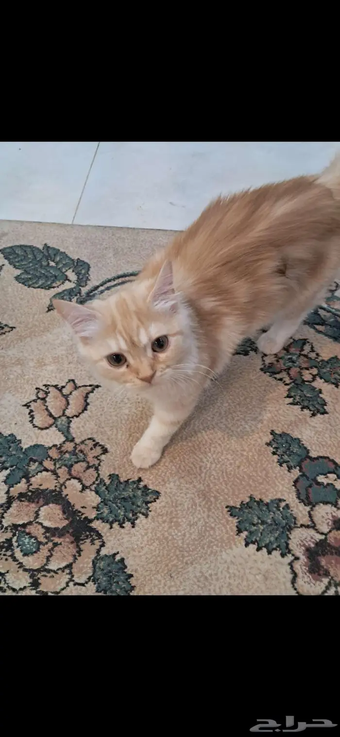 قطط للتبني 0