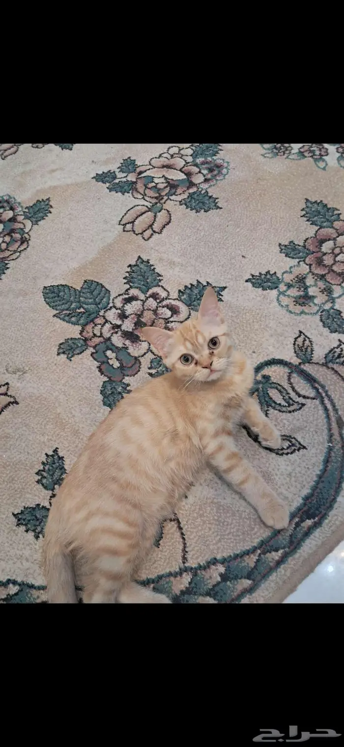 قطط للتبني 1