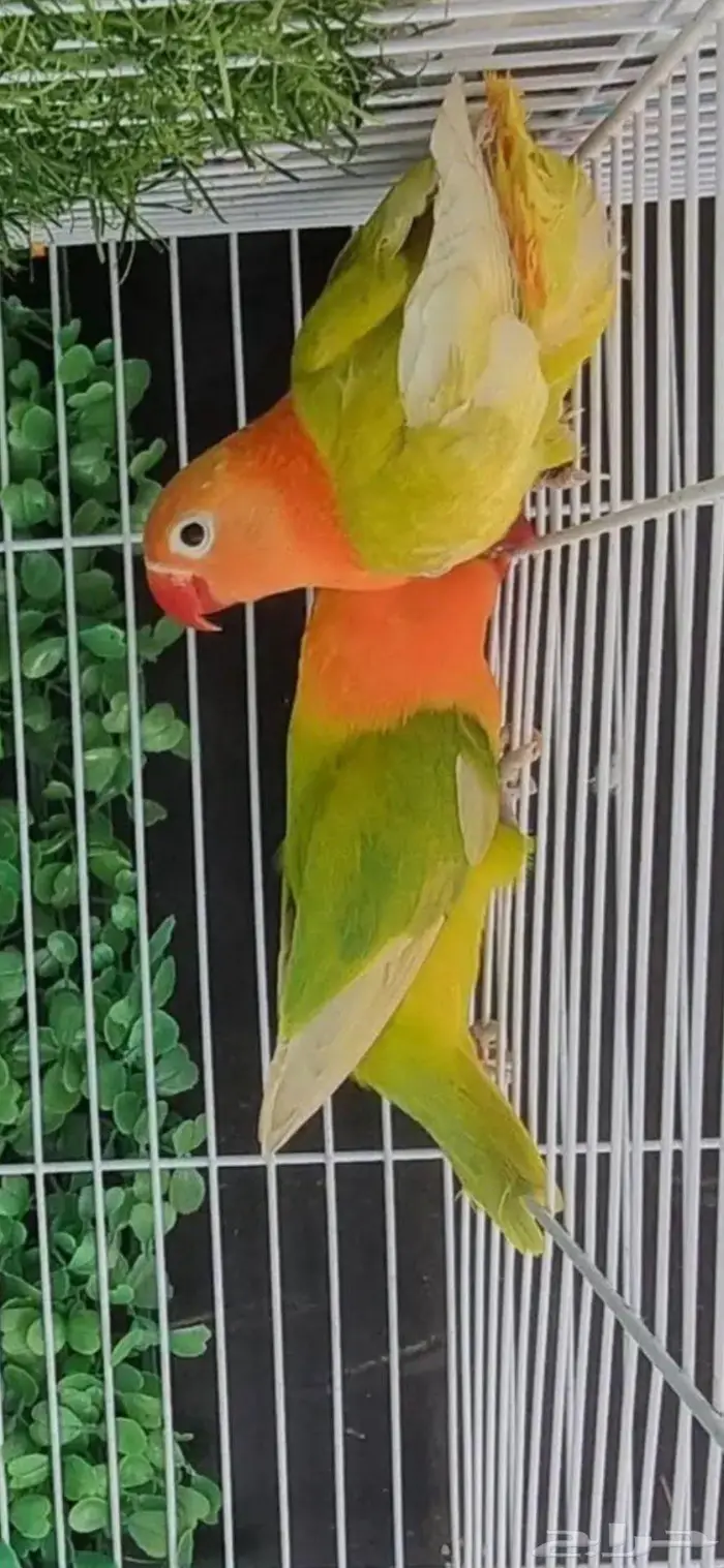 جوز فيشر منتج 1