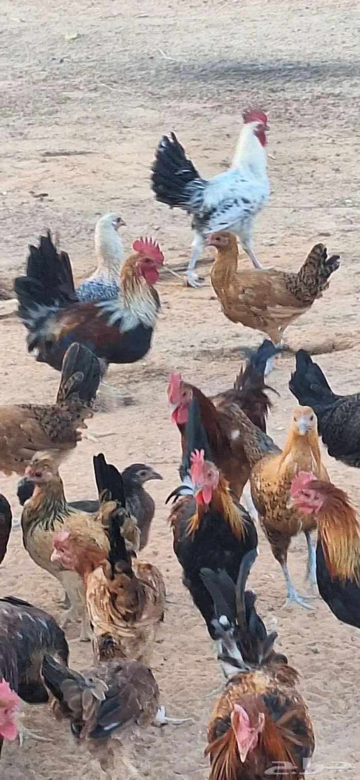 ديك بلدي عمر 5 شهور 0