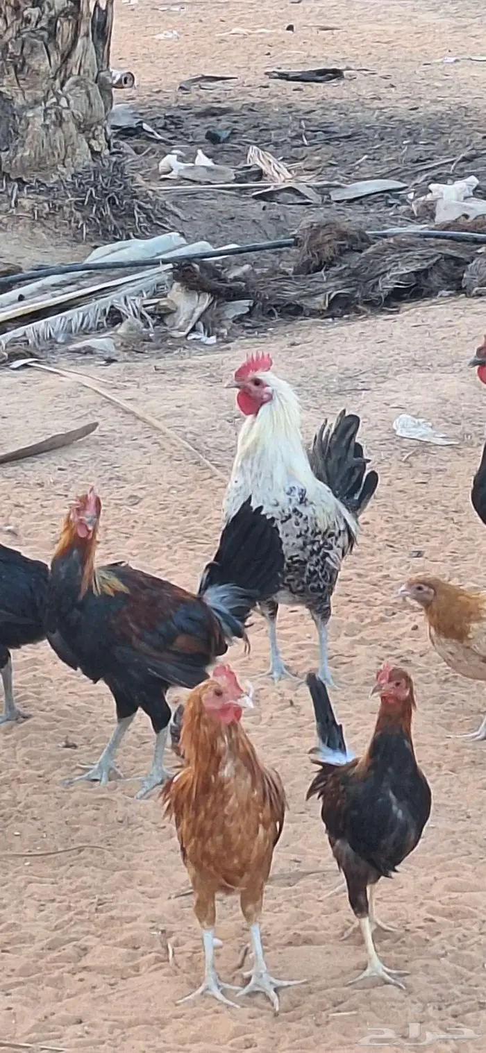 ديك بلدي عمر 5 شهور 3