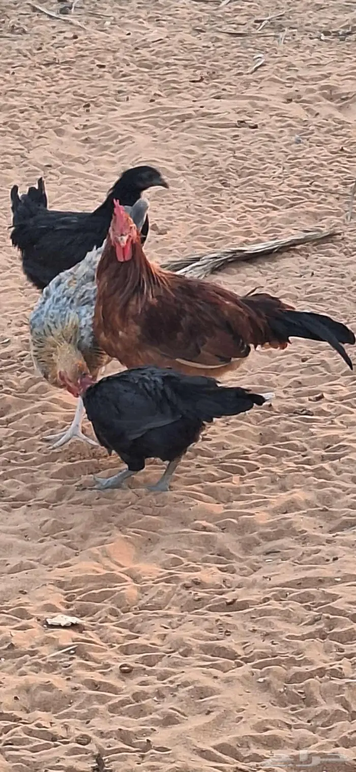 ديك بلدي عمر 5 شهور 2