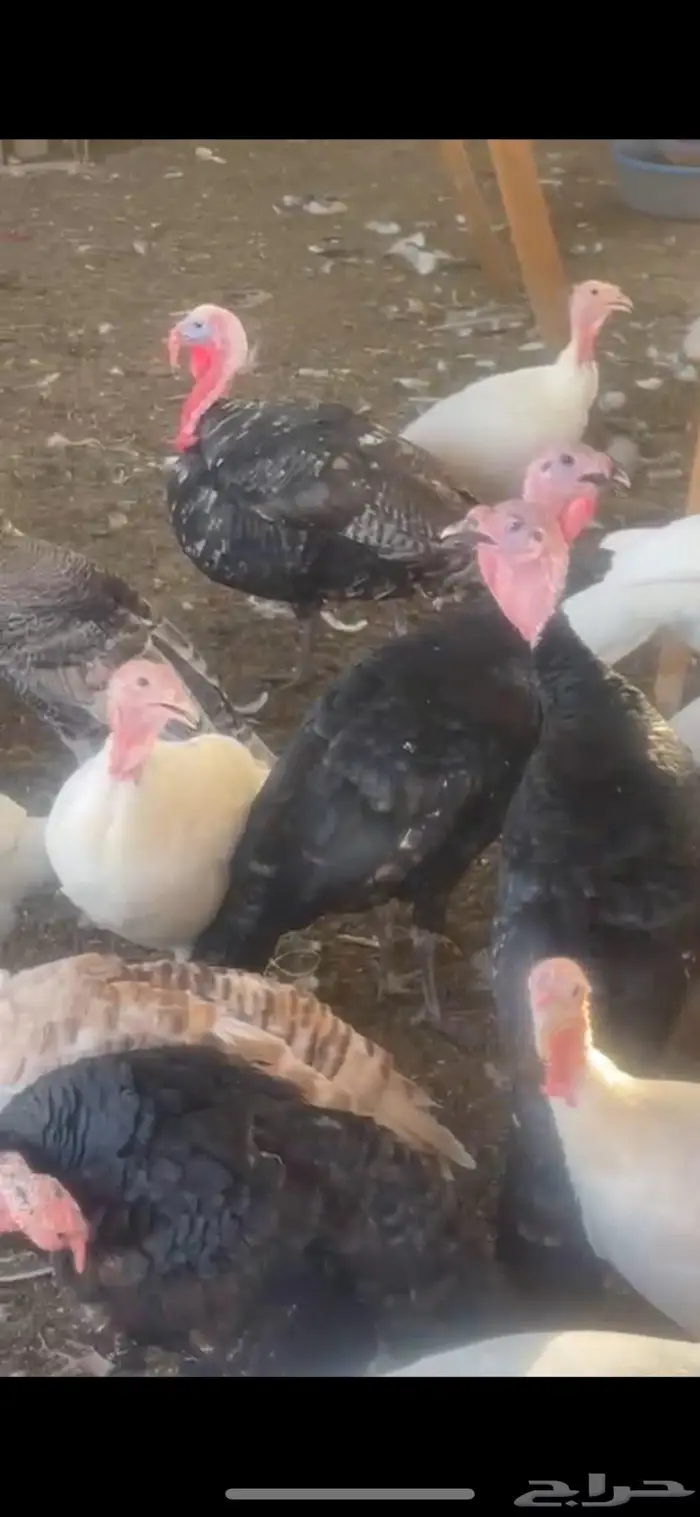 للبيع دجاج رومي احجام 2