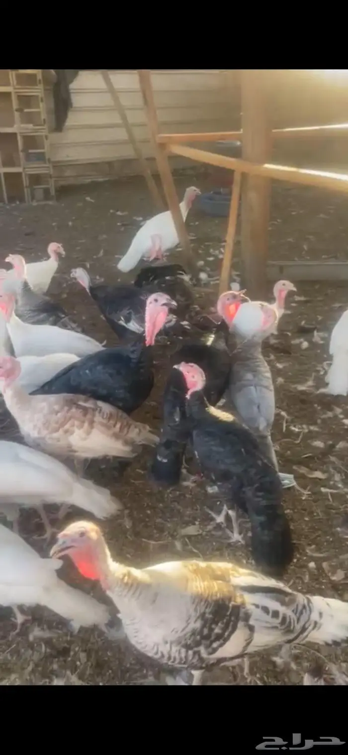 للبيع دجاج رومي احجام 1