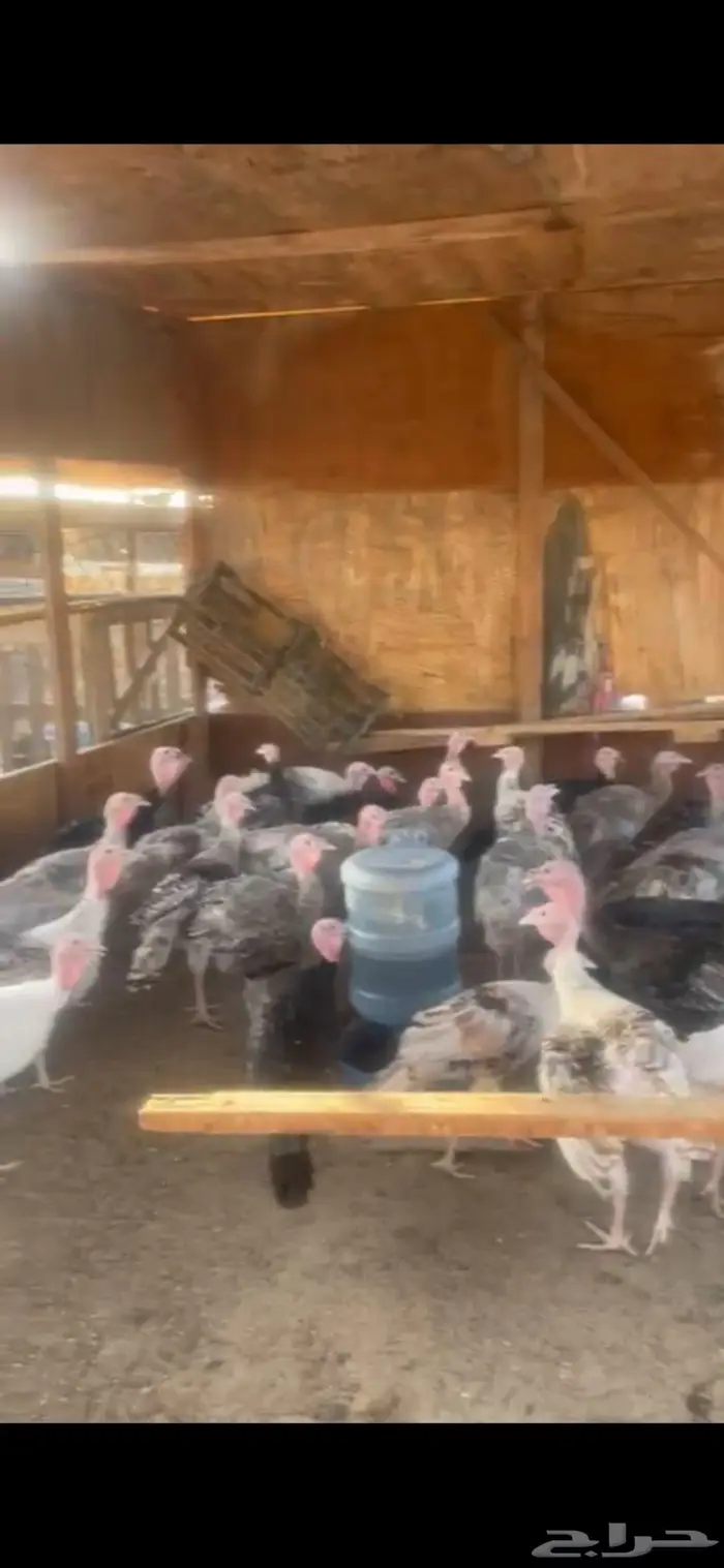 للبيع دجاج رومي احجام 0