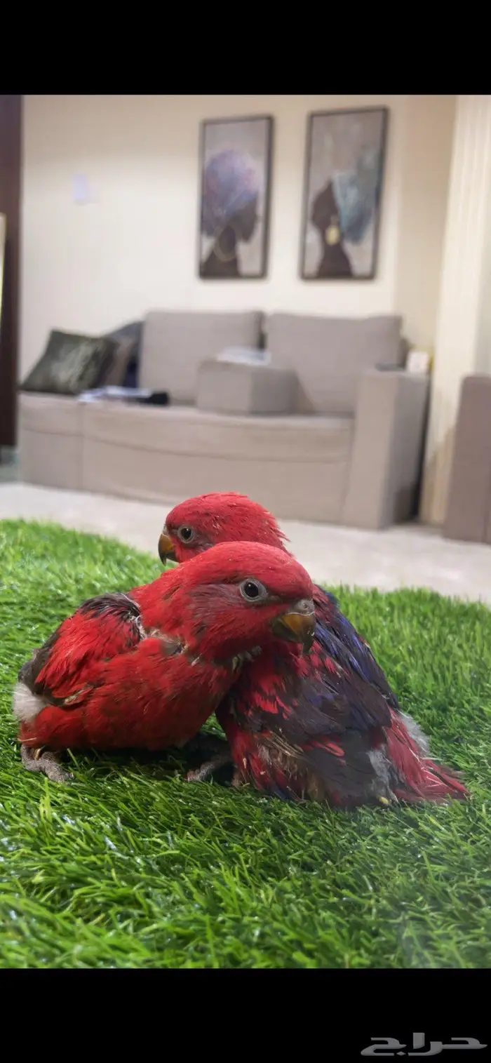 فروخ غر رد لوري 0