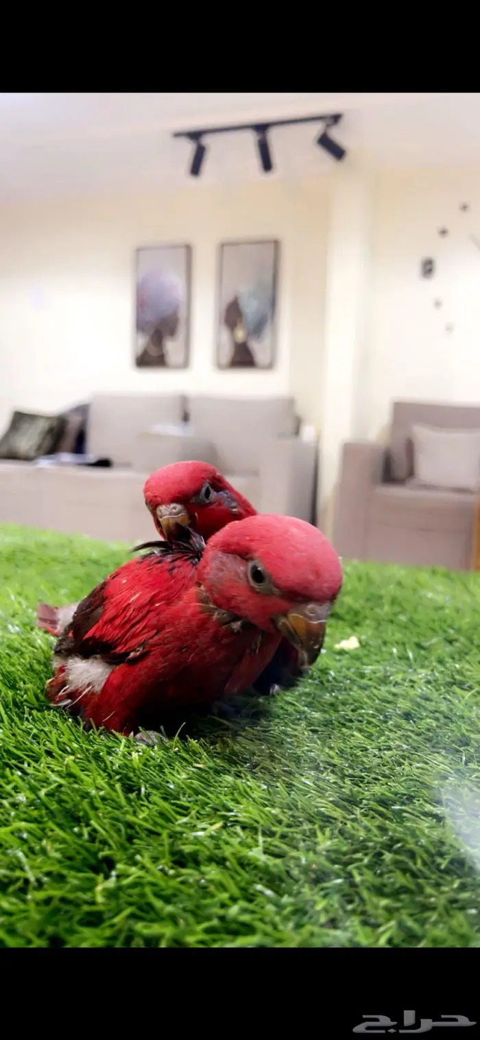 فروخ غر رد لوري 1