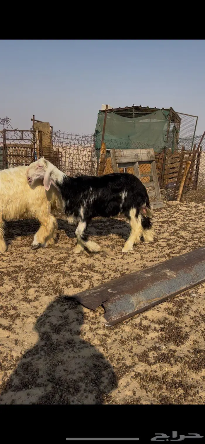 خرفان نجد صنف 1