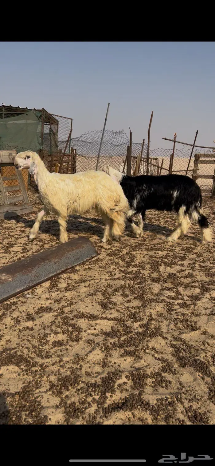 خرفان نجد صنف 3