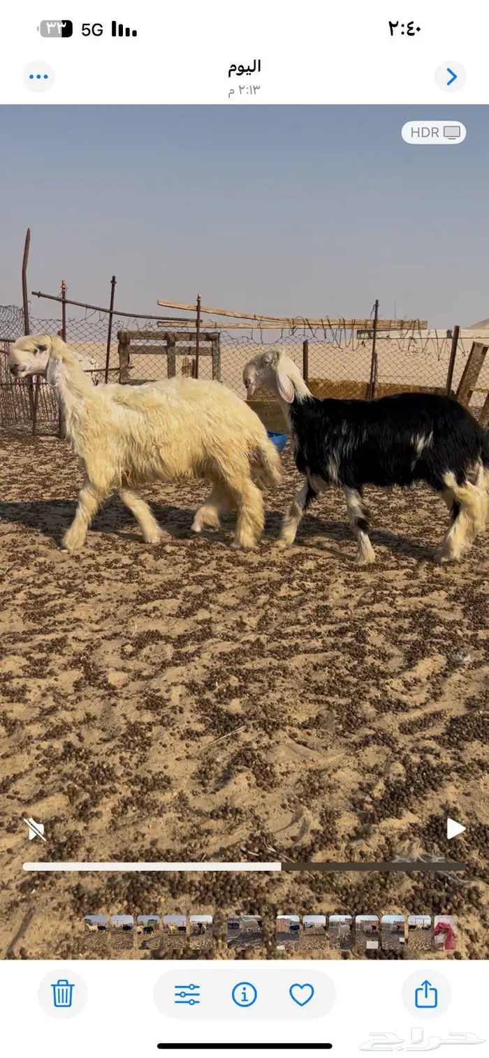 خرفان نجد صنف 2