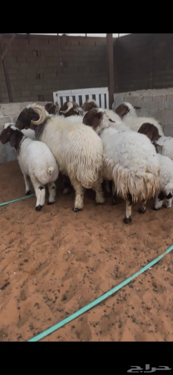 شياة نعيم صنف متابيع 1