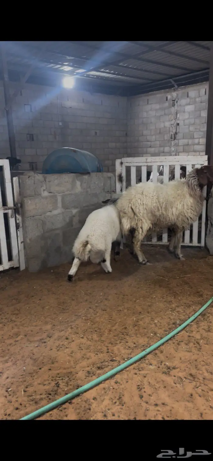 شياة نعيم صنف متابيع 11