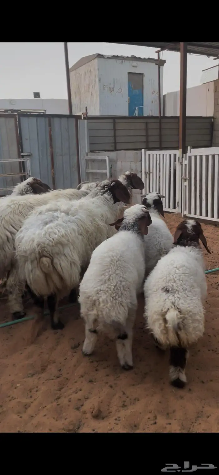 شياة نعيم صنف متابيع 16