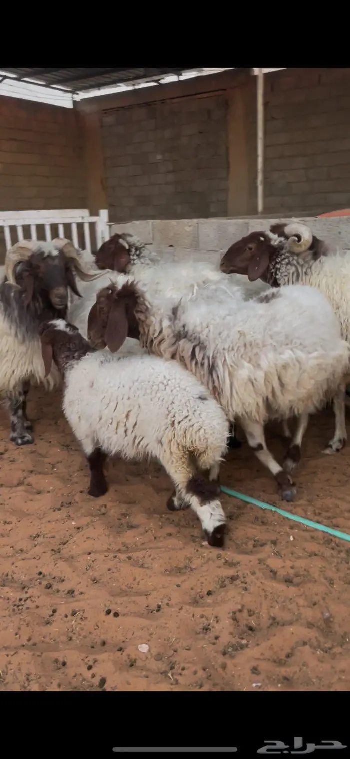 شياة نعيم صنف متابيع 18