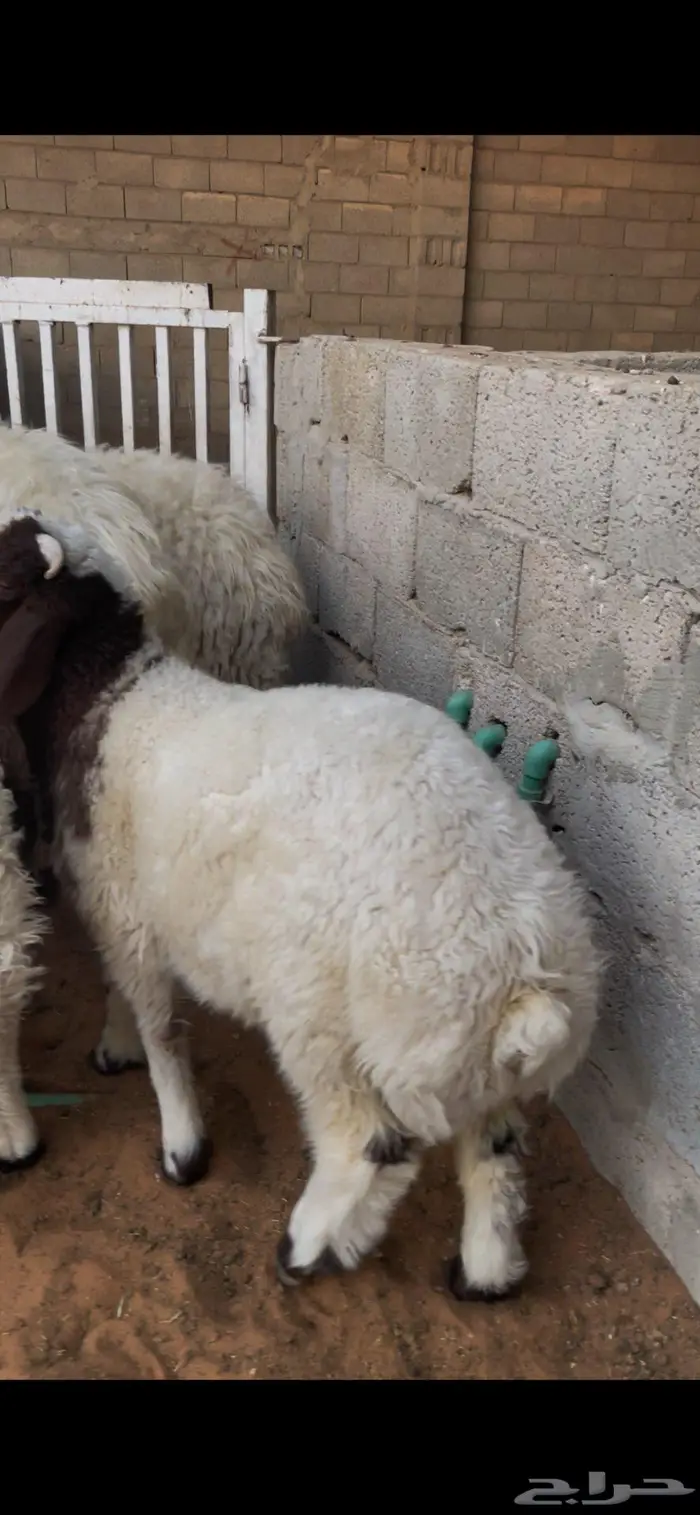 شياة نعيم صنف متابيع 20