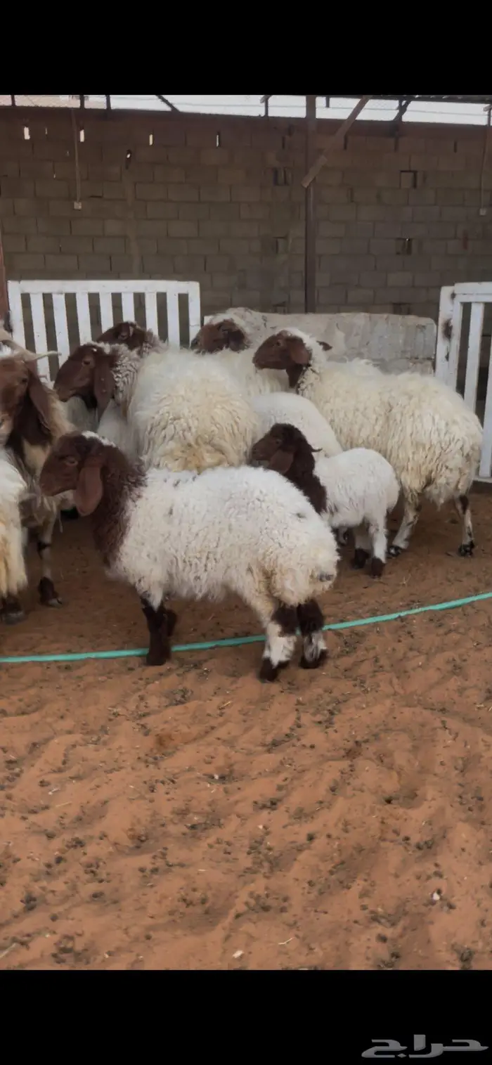 شياة نعيم صنف متابيع 21