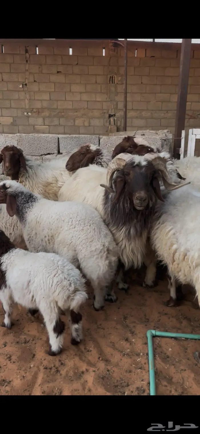 شياة نعيم صنف متابيع 22