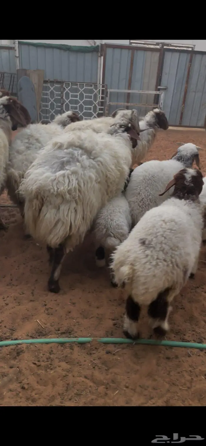 شياة نعيم صنف متابيع 23