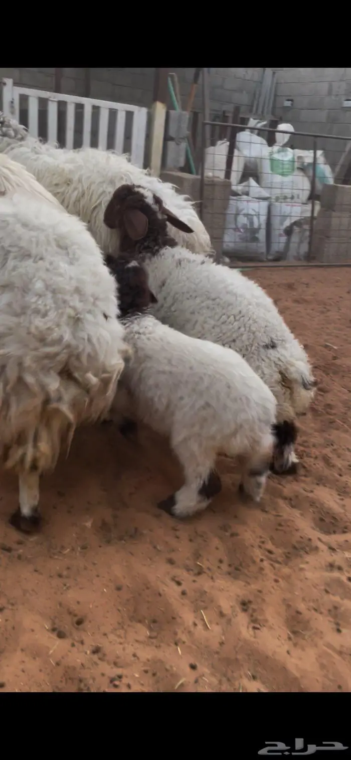 شياة نعيم صنف متابيع 24