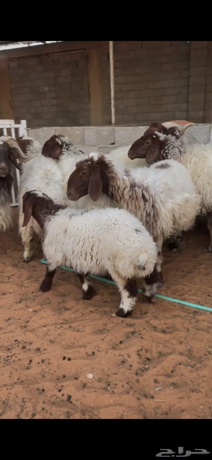 شياة نعيم صنف متابيع 26