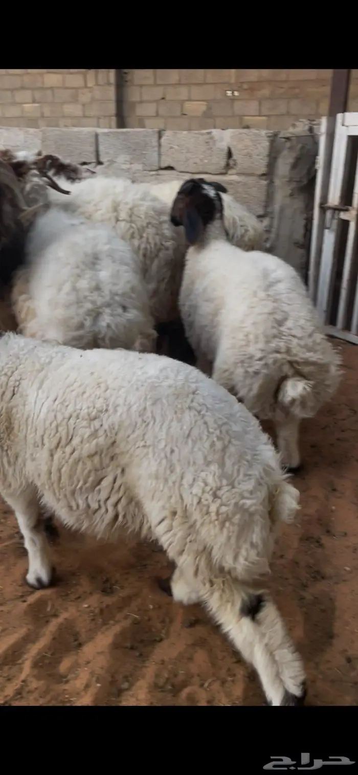 شياة نعيم صنف متابيع 27