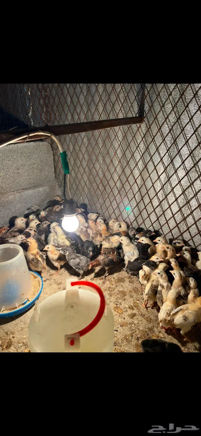 صوص بلدي وفيومي 0