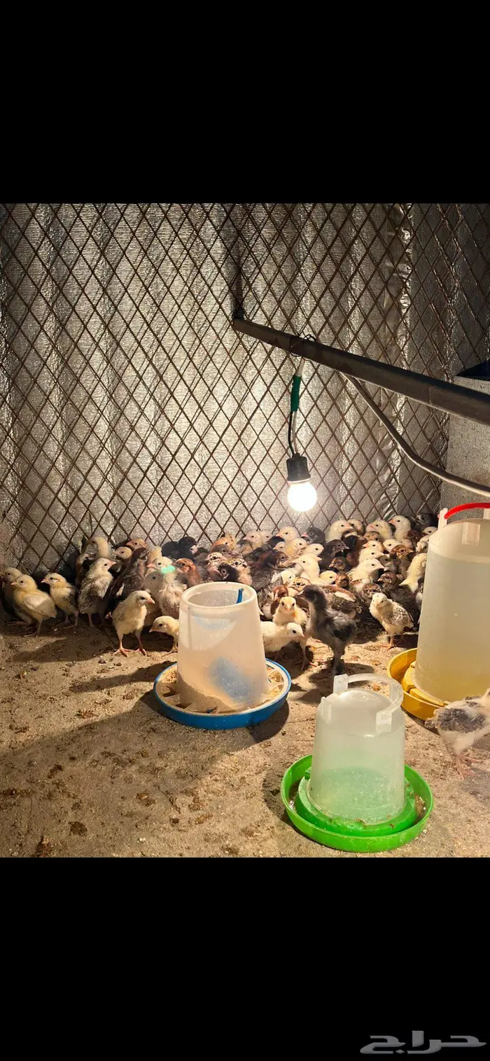 صوص بلدي وفيومي 1