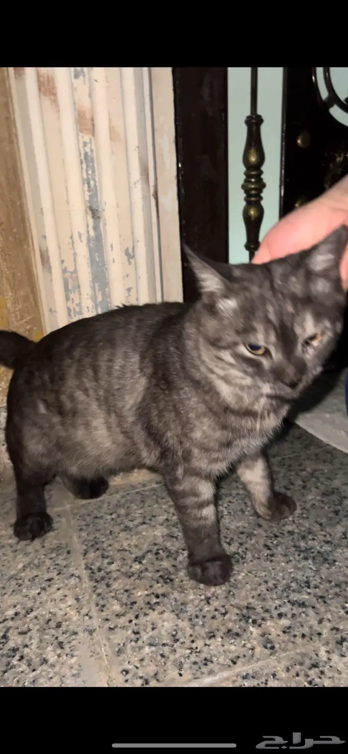 وجدنا قط ذكر تائه -رمادي 1