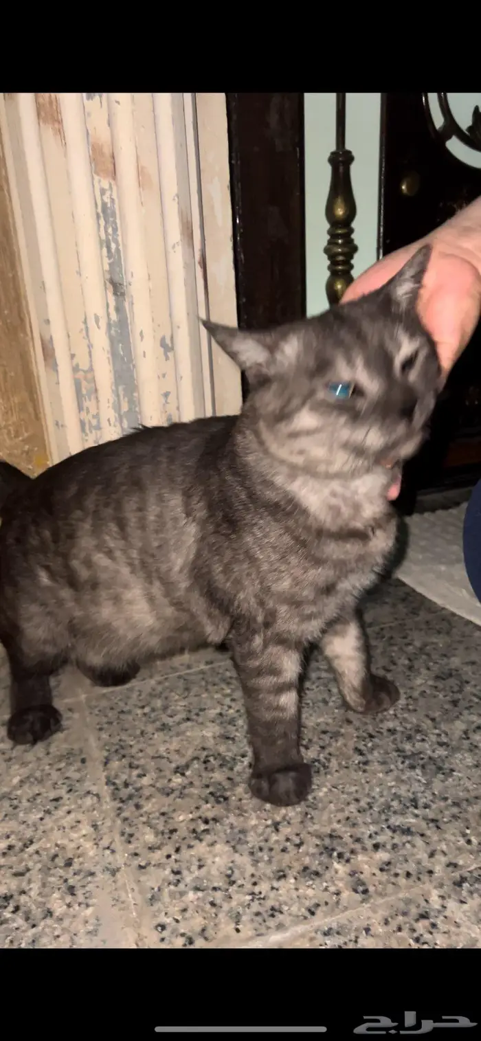 وجدنا قط ذكر تائه -رمادي 0