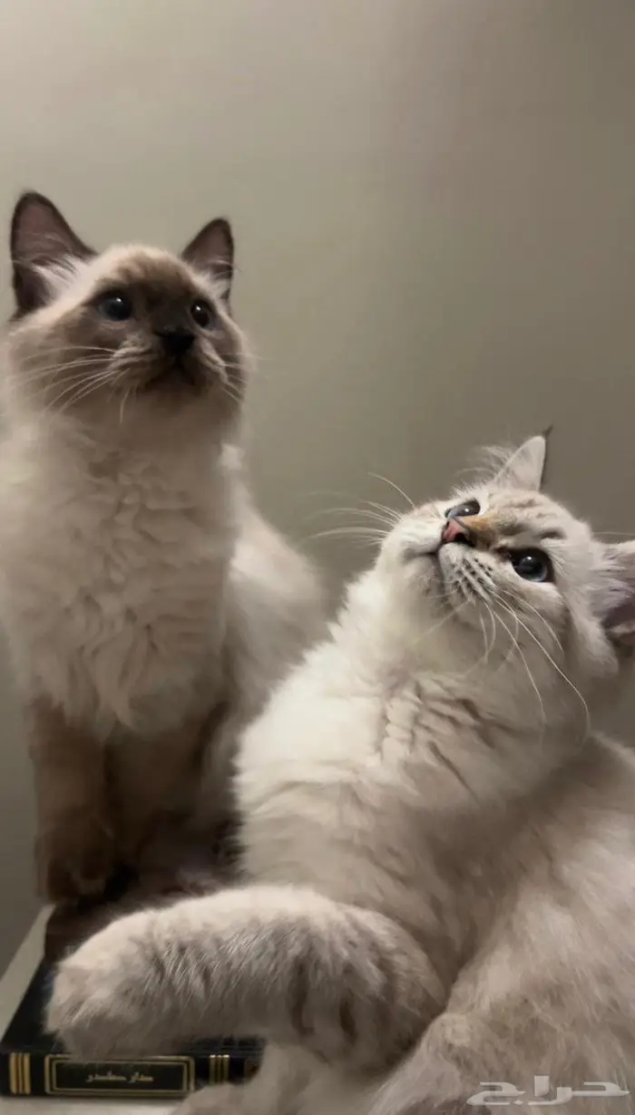 قطط شيرازيه للتبني 0