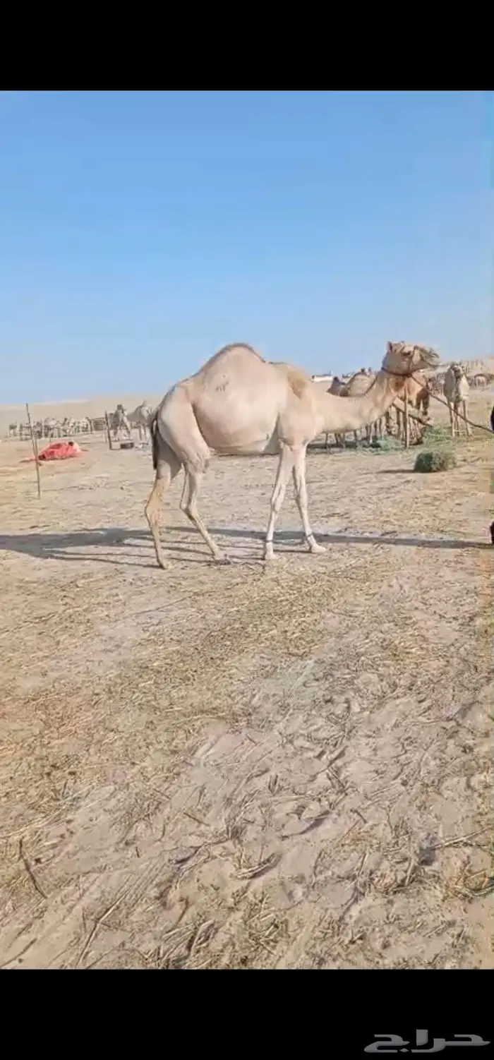 عشرا هجن طيبه للبيع 2