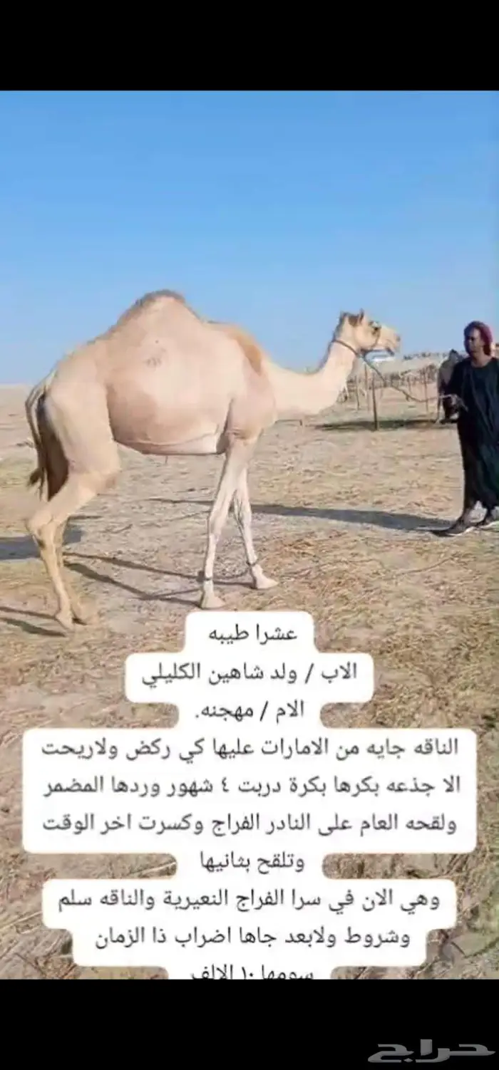 عشرا هجن طيبه للبيع 3