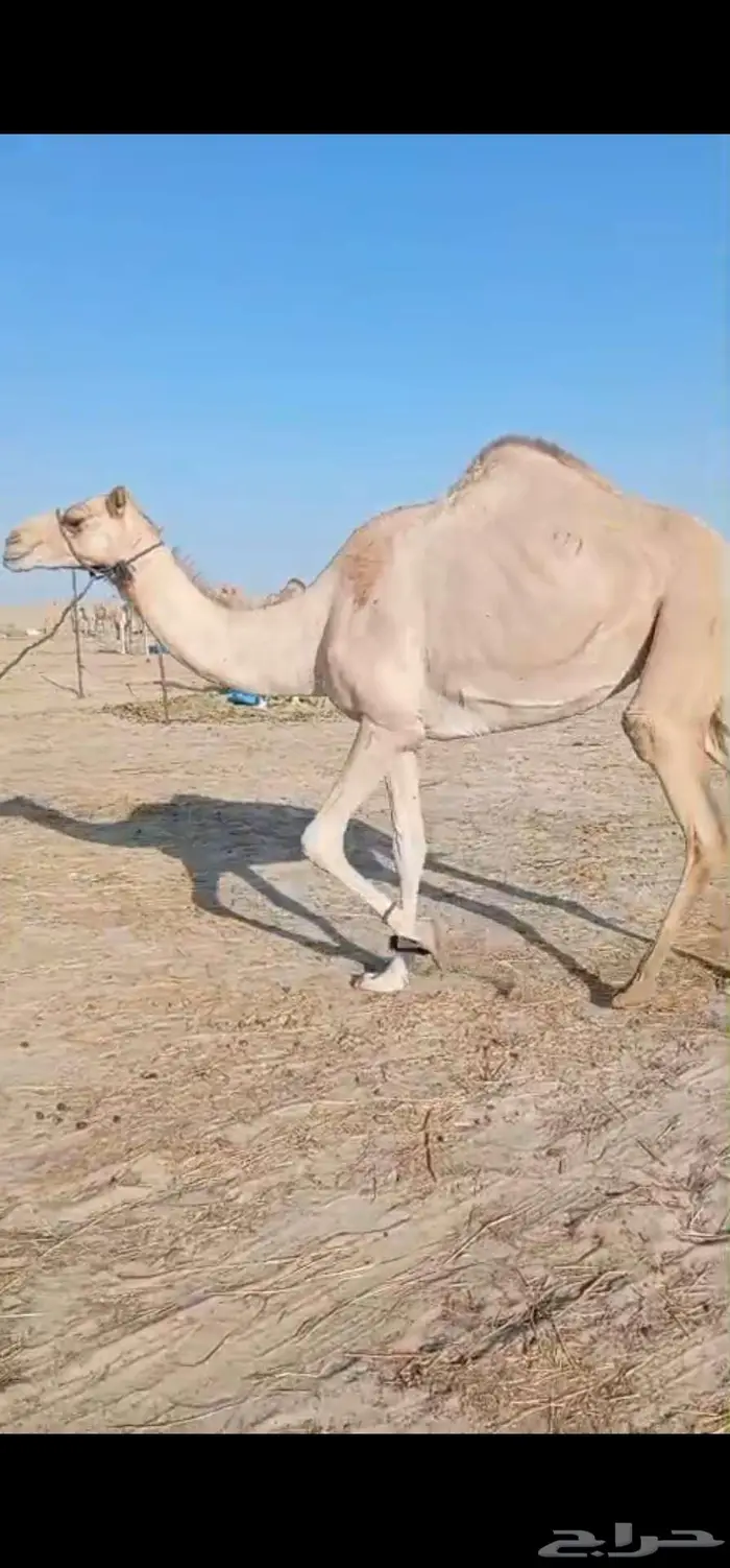 عشرا هجن طيبه للبيع 0