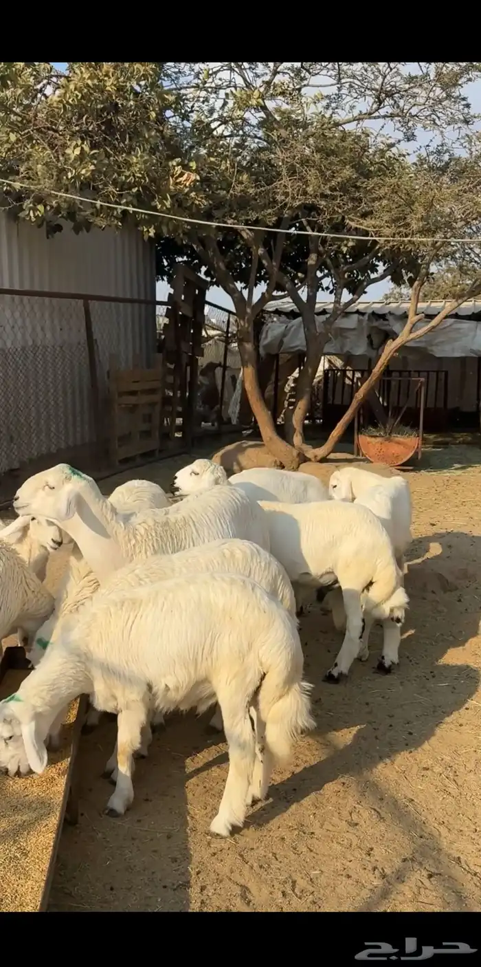 خرفان فل شحم 2