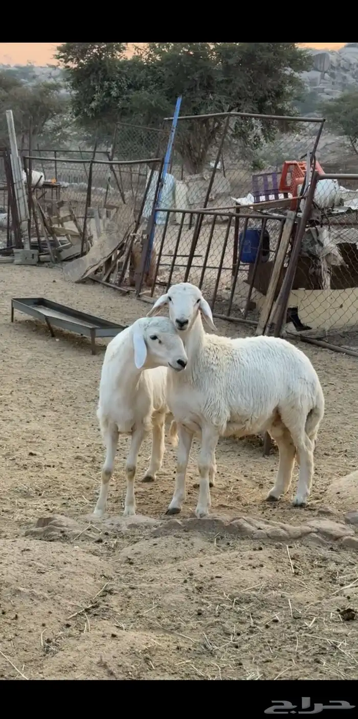 خرفان فل شحم 3