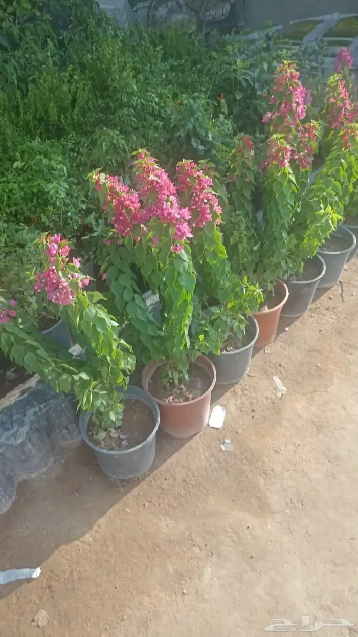 مشتل بيع الزهور والشتلات الزراعيه بجميع انواعها مع الصيانه 3