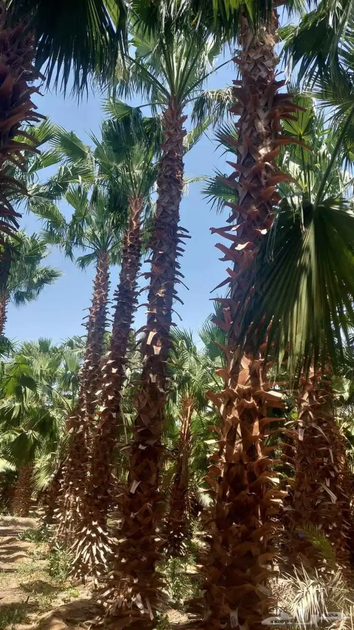 يوجد لدينا واشنطن بجميع مقاساته 1