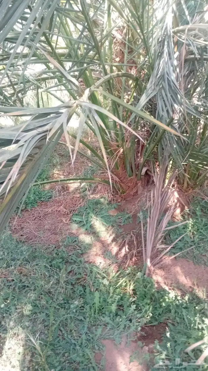 نخل مثمر للبيع توصيل الا جميع المناطق 1