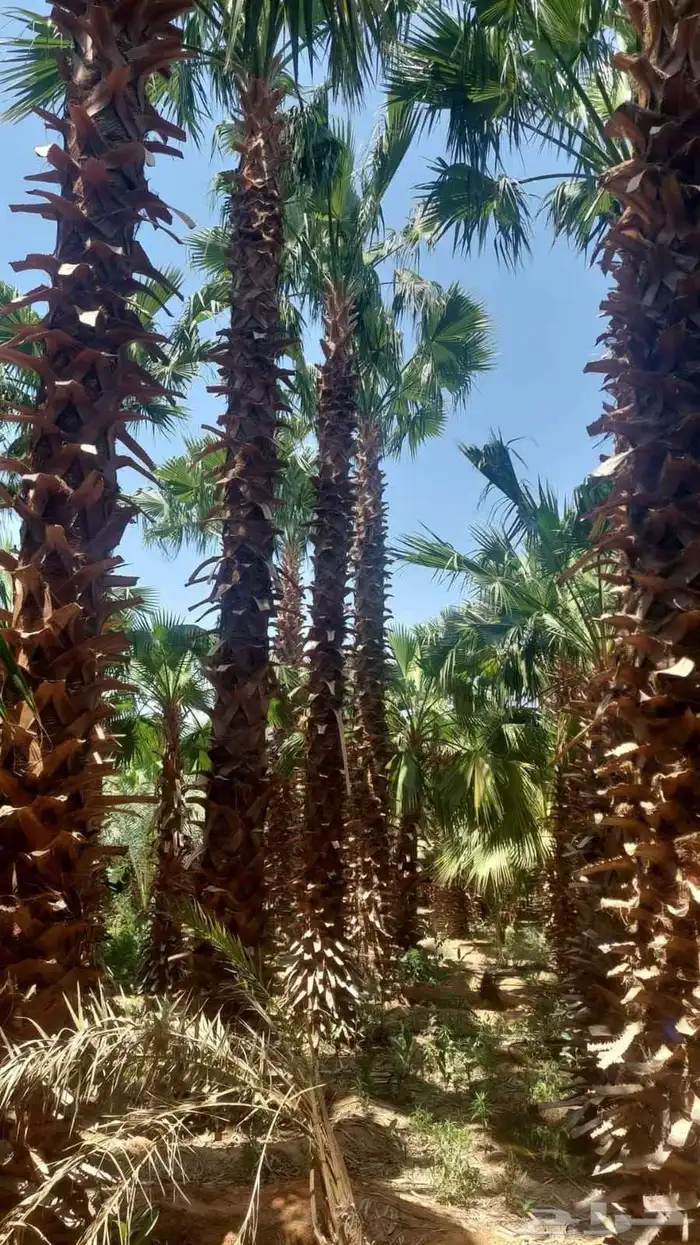 يوجد لدينا واشنطن بجميع مقاساته 0