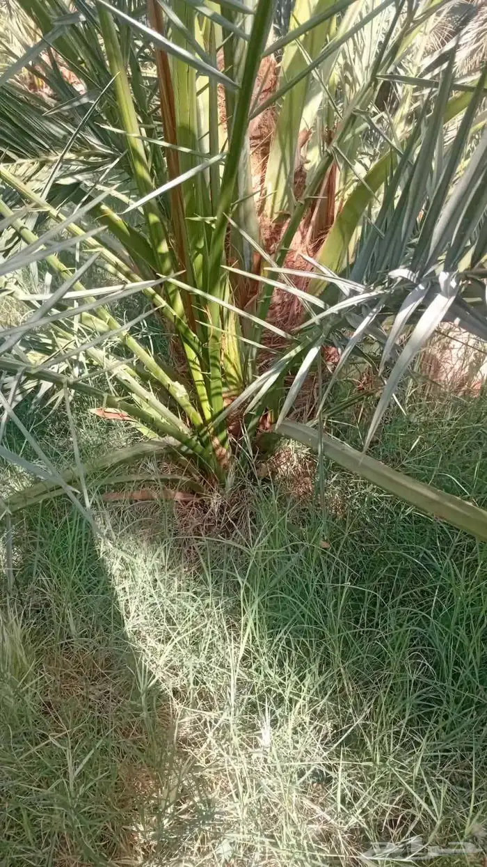 نخل مثمر للبيع توصيل الا جميع المناطق 2