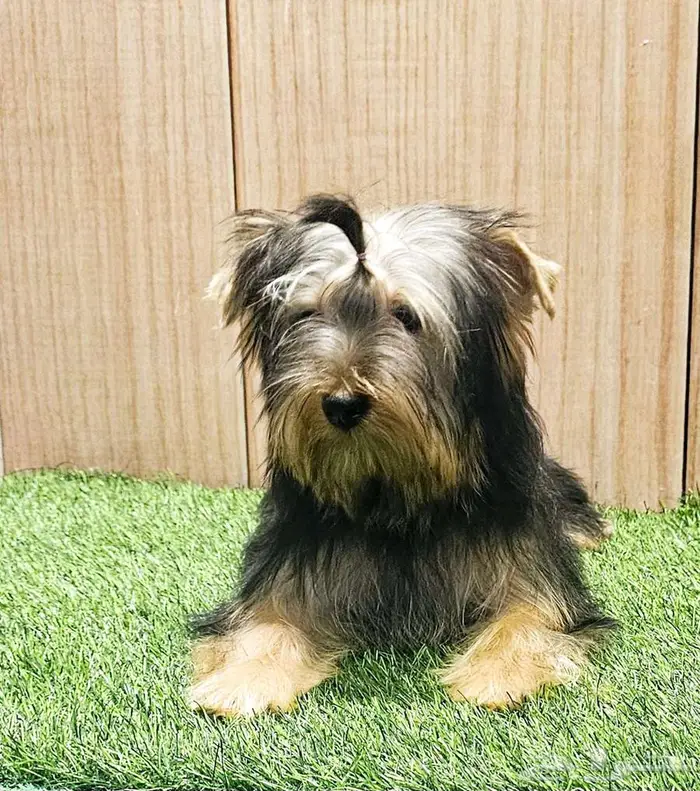 Yorkishaier يوركي شاير 4