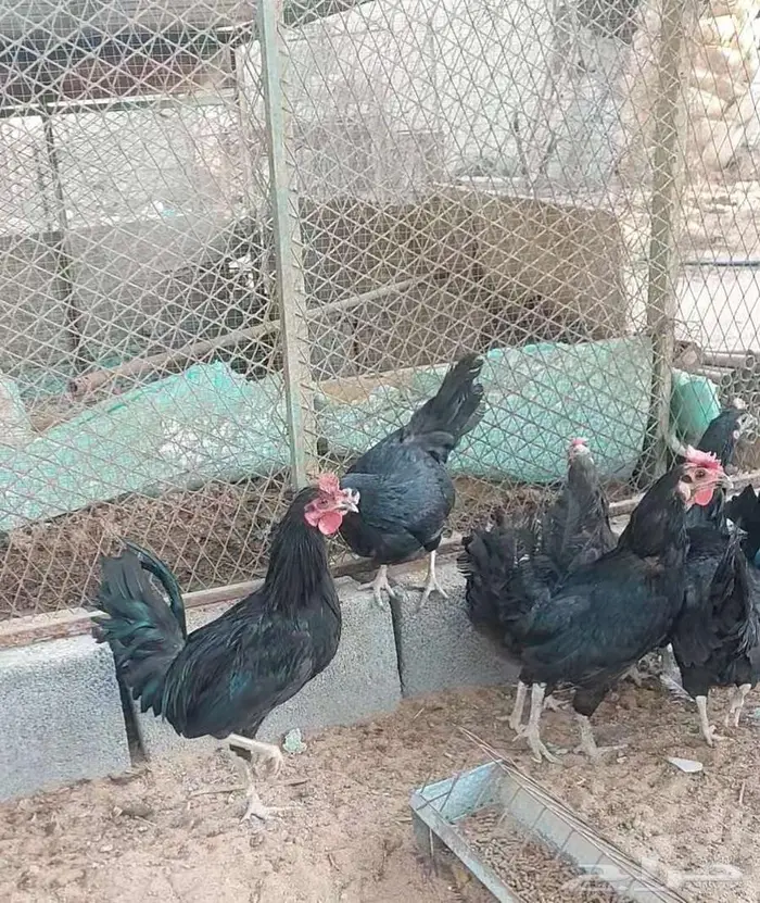 طقمين دجاج اسود 0