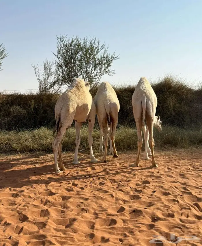 ثلاث بكار حقايق 1